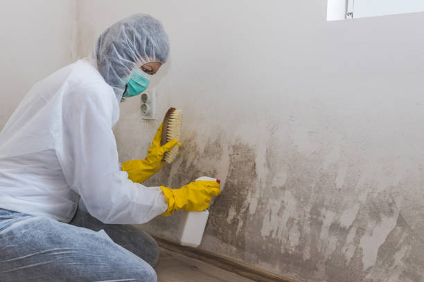 Best Basement Mold Remediation in College Park, GA
