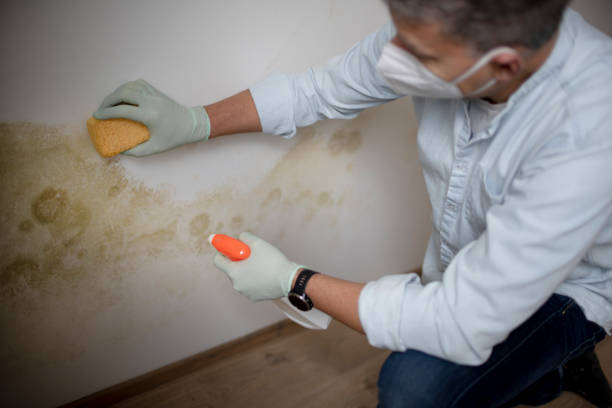 Best Kitchen Mold Remediation in College Park, GA