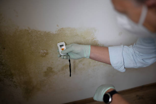 Best Post-Flood Mold Remediation in College Park, GA