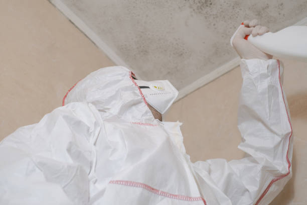 Best White Mold Remediation in College Park, GA