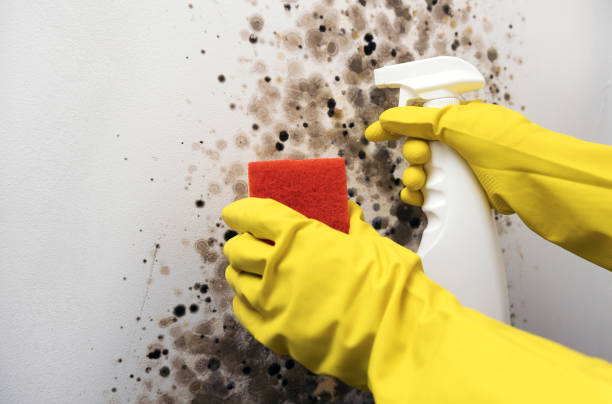 Best DIY Mold Remediation Support Services in College Park, GA