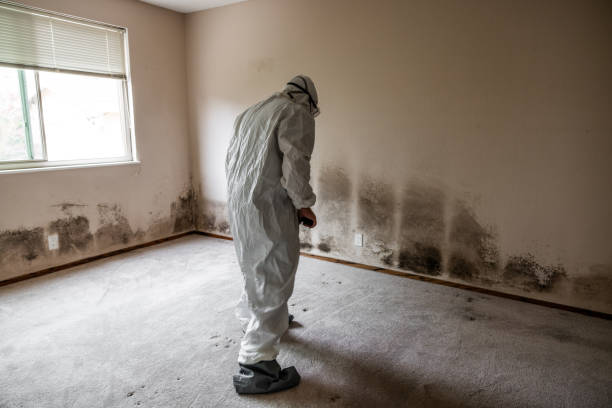 Best Industrial Mold Remediation in College Park, GA