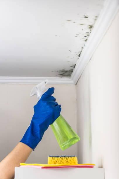 Best Mold Remediation for Specific Building Types in College Park, GA